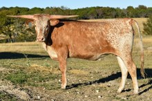 WSR ABBY'S ROYAL LADY