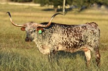 JTW SWEET VAN HORN 63